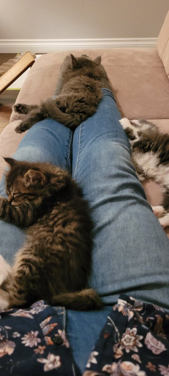 heyliz's tweet photo. I am currently covered in kittens. https://t.co/mD7hEphmMe