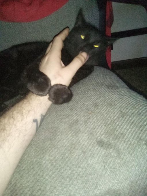 Day Three of NNN already lost, so here's a cat picture to cheer the other losers up. https://t.co/Pl<a href="/tag/finallybeyoselves"class="tags"><span>#finallybeyoselves</span></a>