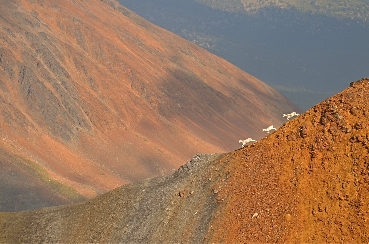 EDI_edynamics's tweet photo. Photo of the Month: Thinhorn sheep in northeastern Yukon. Photo credit goes to Annina Altherr, EDI Whitehorse.

#ThinhornSheep #Yukon #EDI #edynamics https://t.co/8phUbsP17m