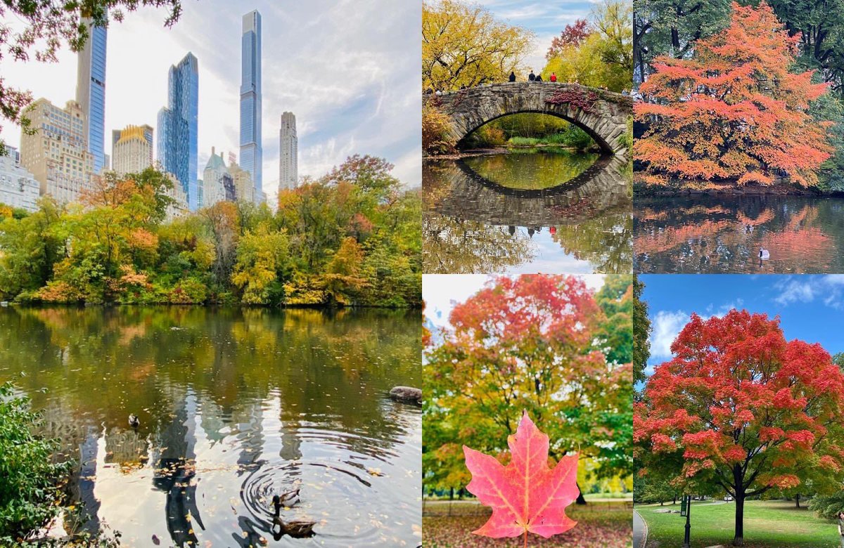 A few of my favorite snaps this fall in @CentralParkNYC! 🍂🍃🍁 #mycentralpark #leafpeeping