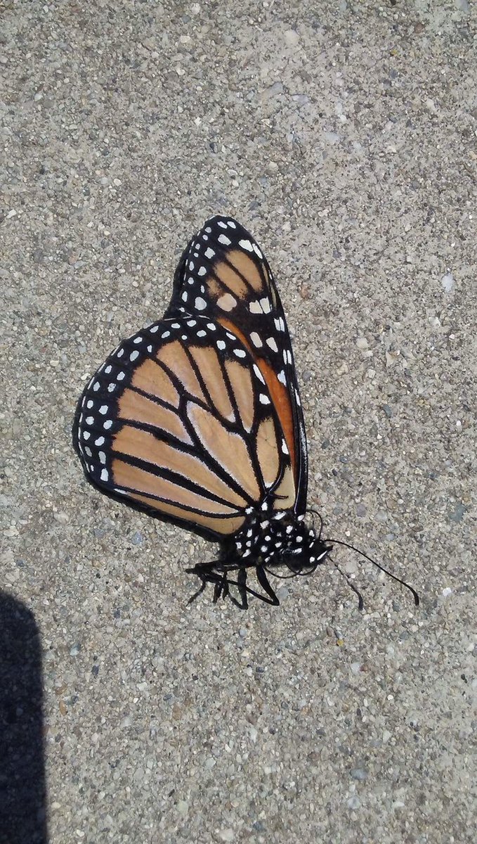 bluehenraye's tweet photo. Here is a picture I took while on a walk. It is a monarch butterfly, and a fun fact about them is that they can travel thousands of miles away; they migrate to Mexico in the fall to reproduce. They rely on what they ate as a caterpillar for the journey. #bugsnotdrugs https://t.co/WGSLEPvvsJ