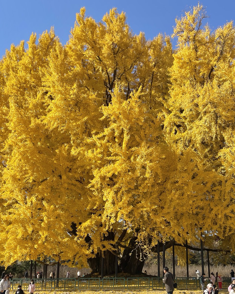실시간 원주 반계리 은행나무

폰사진 안 좋아하는데 얼른 공유해야겠다는 마음에 올려요. 지금 너무 예쁜 황금빛이에요.월요일에 비 오니 이번 주에 꼭 가보세요🥺!!