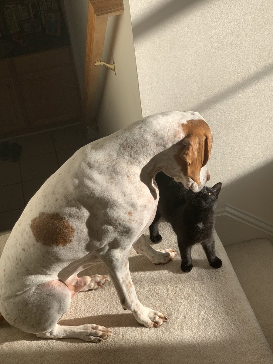 bigboypumpkin's tweet photo. me and the bestie!!!!! https://t.co/qU3JEBhPzK