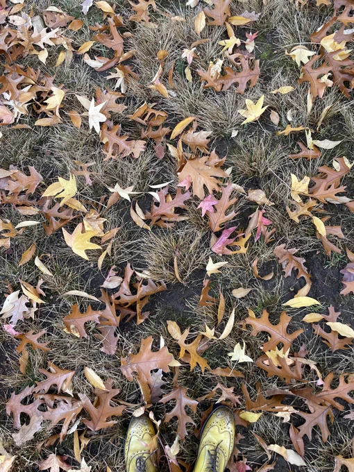秋 