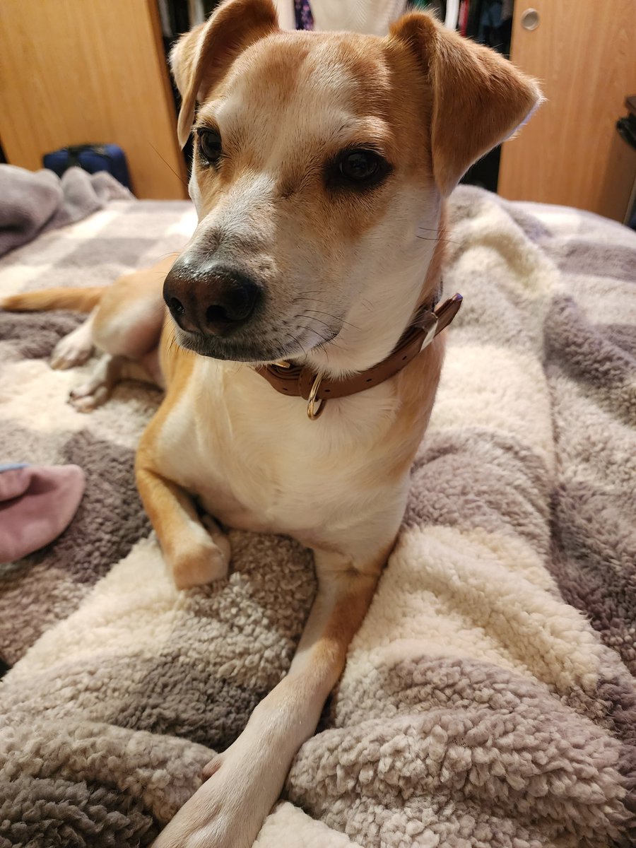 chelsburke's tweet photo. I am just hanging out with my mama. #Dog #DogsofTwittter #AdoptDontShop @NukingTheCat https://t.co/lBrYnWyAV0