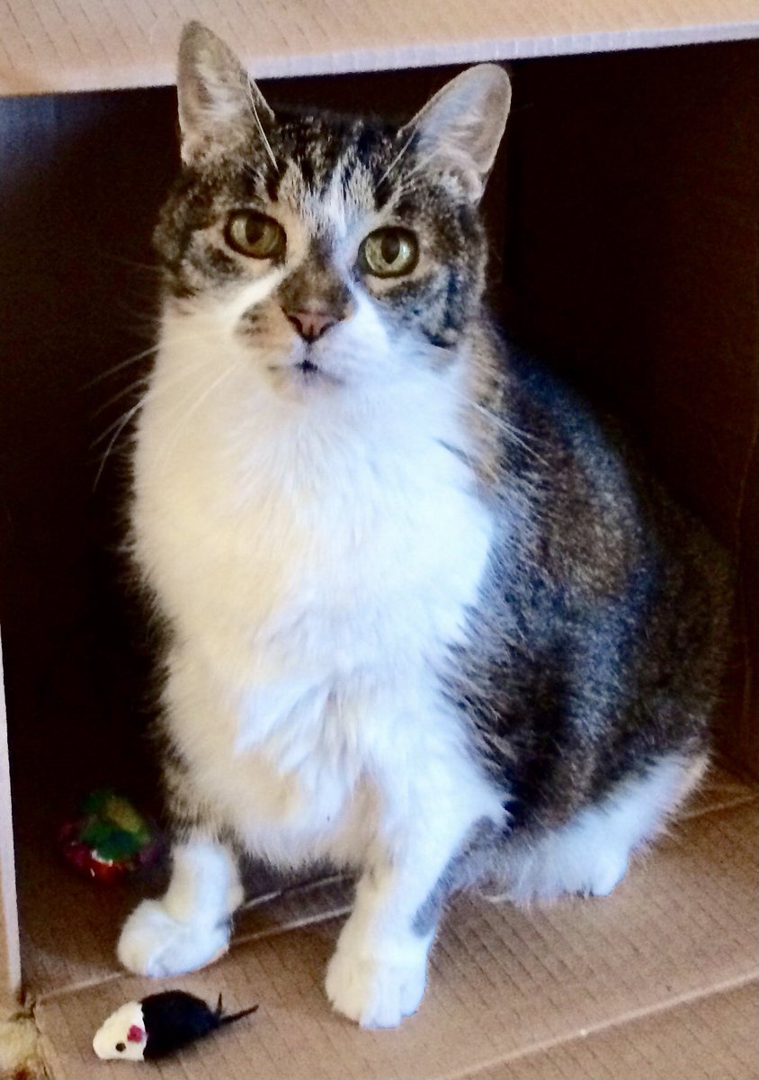 Elva L. Arista tweet media