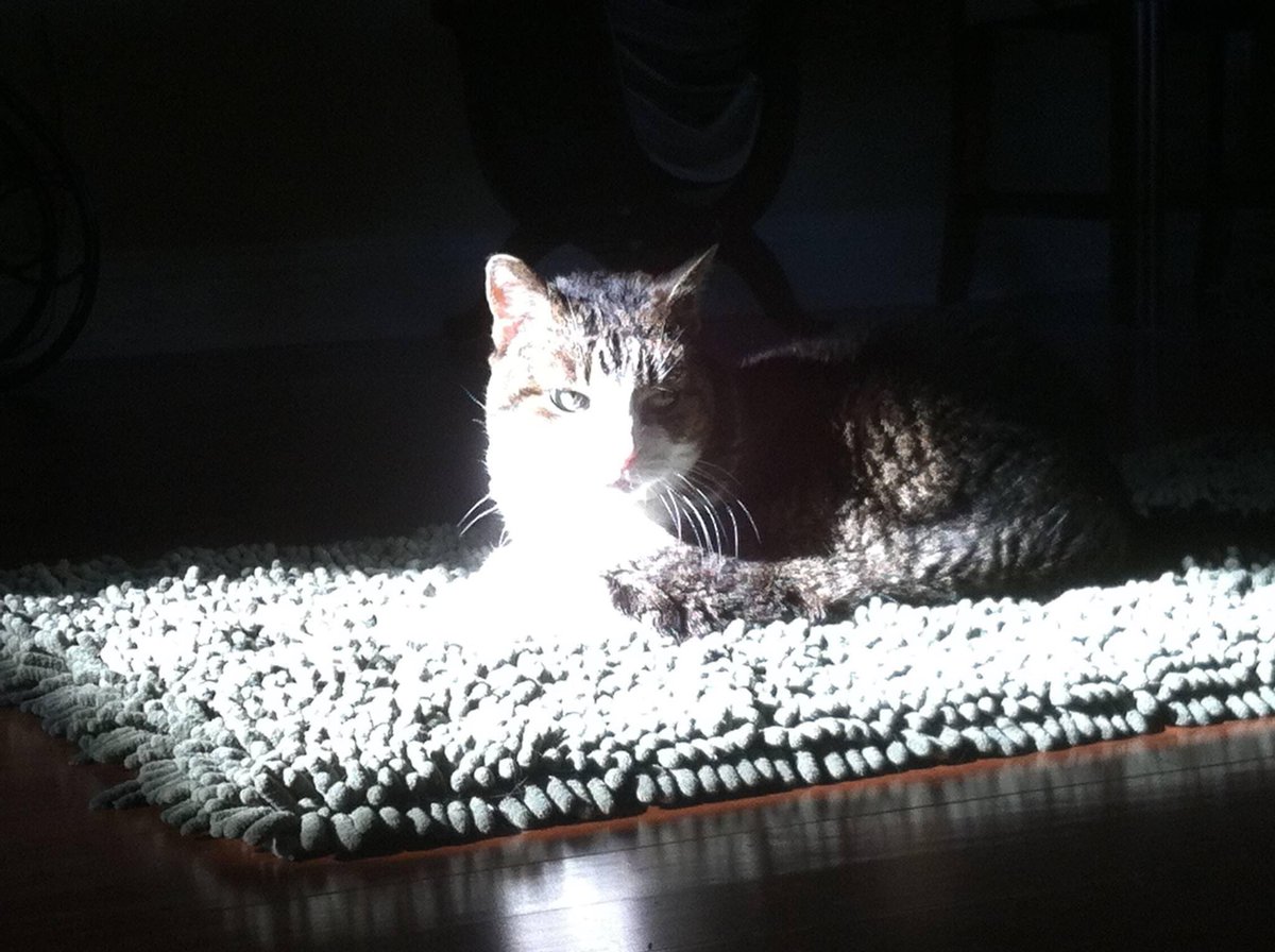 Elva L. Arista tweet media