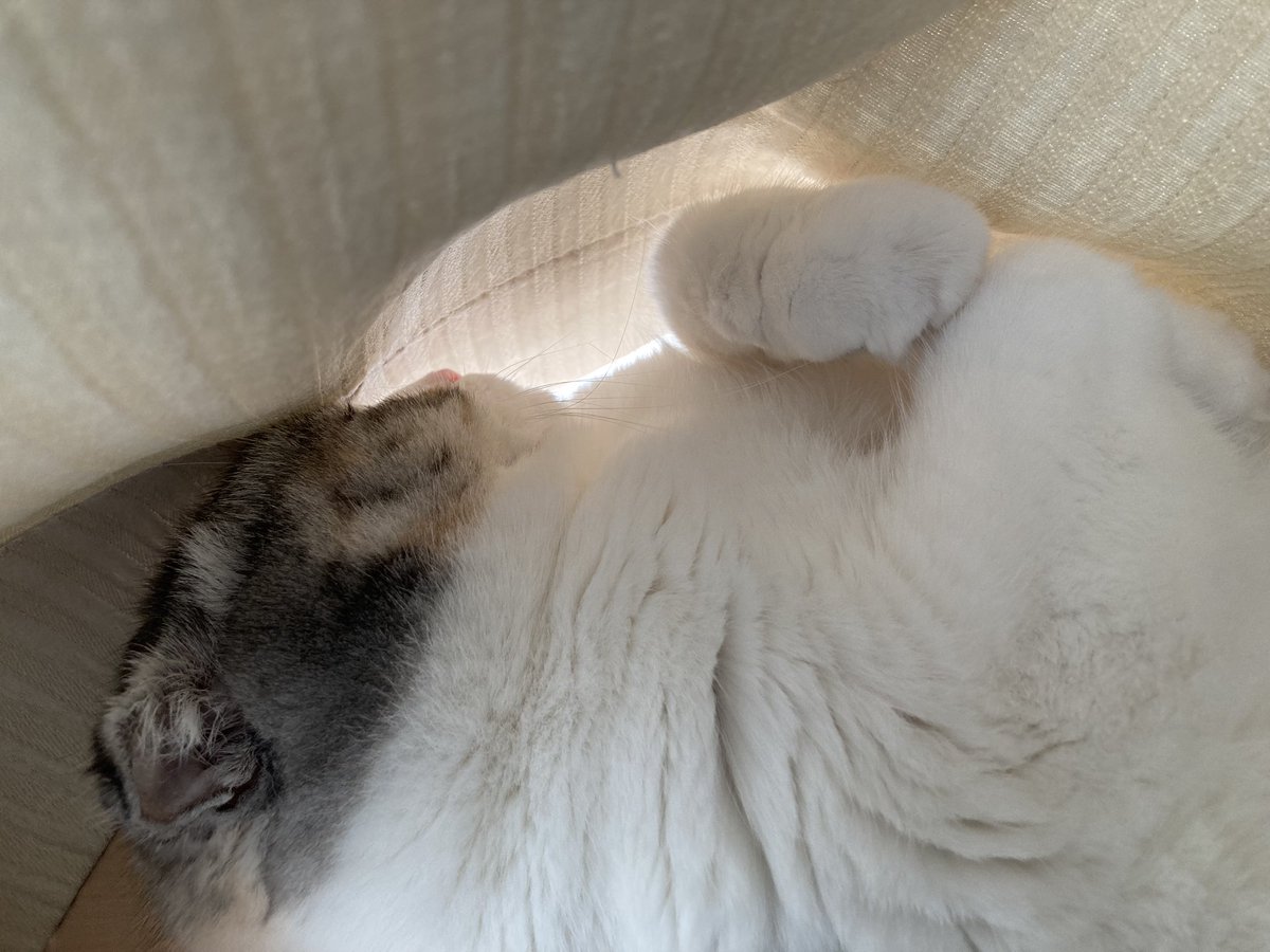 デスメカコ tweet media