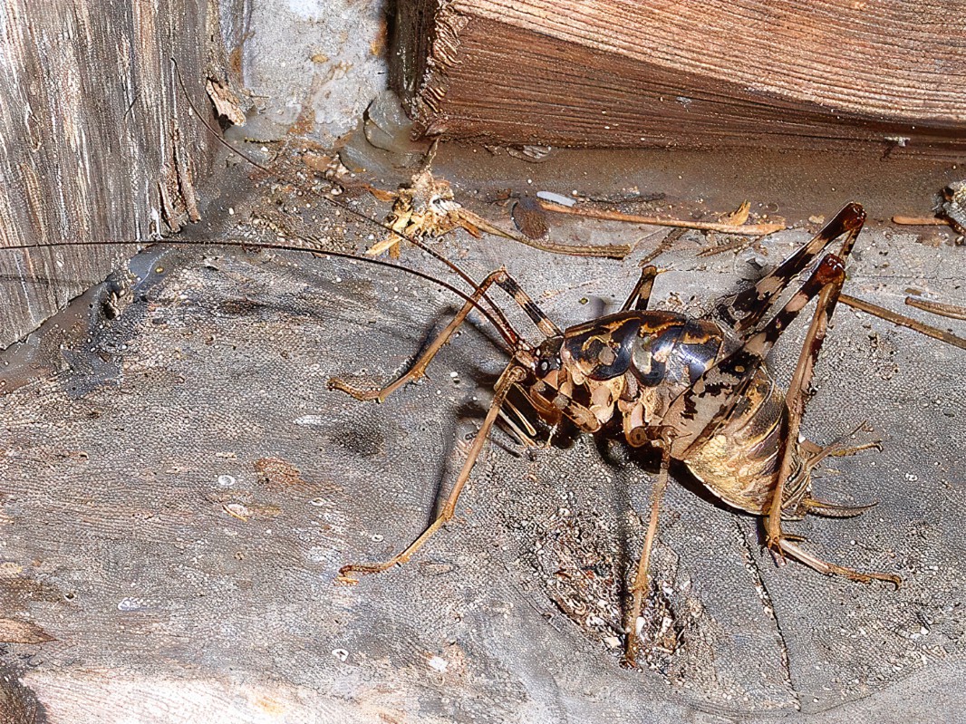 Uzivatel 滝本太郎 Na Twitteru 便所コオロギを 若い人は知らない 科学技術と様々な技術の進歩は素晴らしい ツイッターで ブロックして置いて非難 名誉毀損ってどう考えてもそれ以下の所業 命がけ 便所ハ我等ノ伝言板ナリ有効二使エ と昭和14年 岡山県の工場の