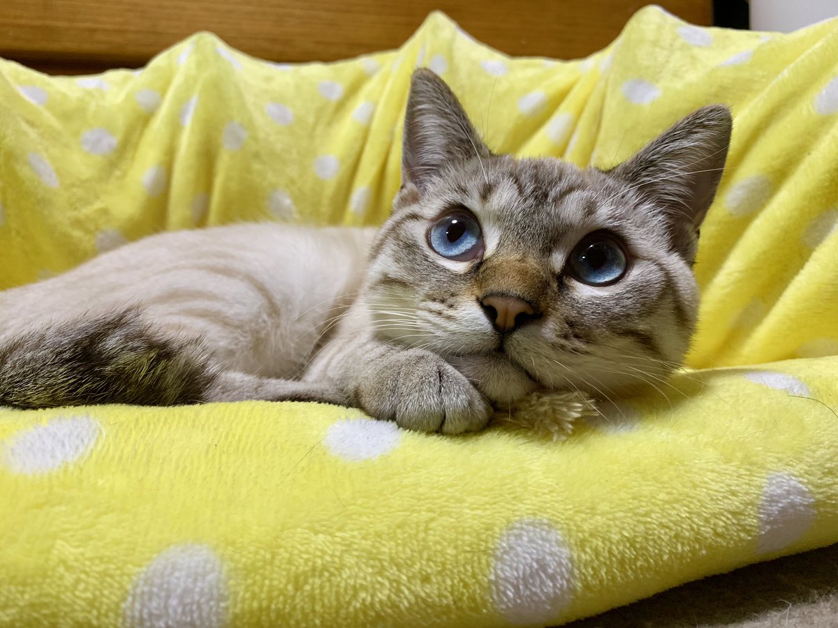 BlackRose4627's tweet photo. モニさん🥰
#Twitter美猫大会
#猫 #ネコ #cat #シャムトラ #pointedcat #lynxpoint #siamesecat #siammix #siamesetabby https://t.co/l3WhZ6x6FC