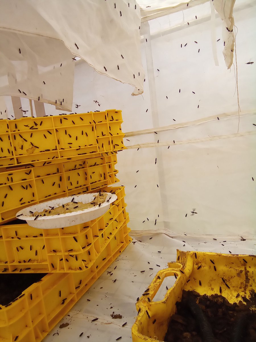 Black soldier flies provide the opportunity for smallholder farmers to shift towards a more reliable, profitable and ultimately more sustainable source of protein for their animals.

#Zerohunger #YouthinAgriculture #nopoverty #KilimoNiBiz