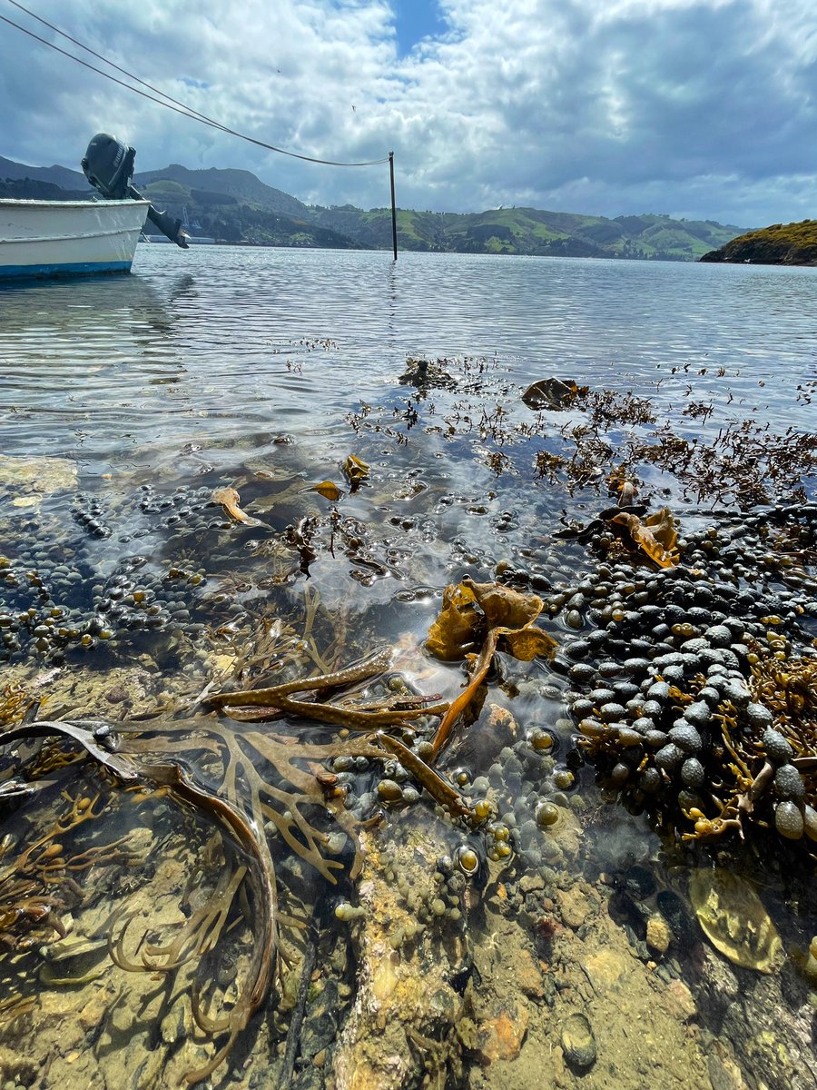 #phycologyfriday ft the beautiful browns at the Portobello Marine Lab <a href="/MarineOtago/">Marine Science Otago</a>