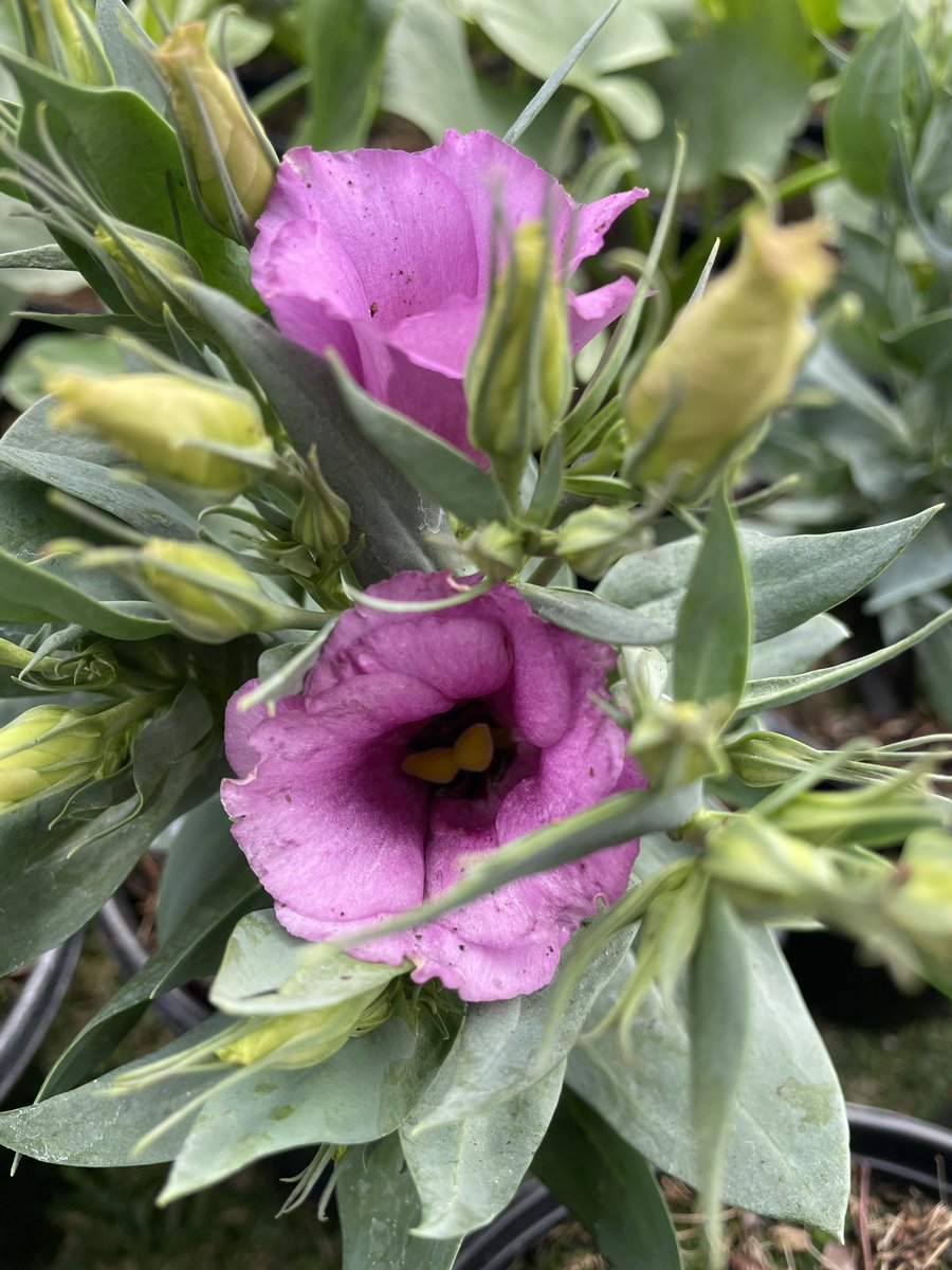 EckardsGarden's tweet photo. Our first delivery of Lisianthus have arrived in time for the weekend. They always make me think of my mom who loves them in flower arrangements. Grow them in a full sun spot in a well drained container where you can keep the soil from drying out 🌸  #eckardsgarden #growingtip https://t.co/beCllpYGf8