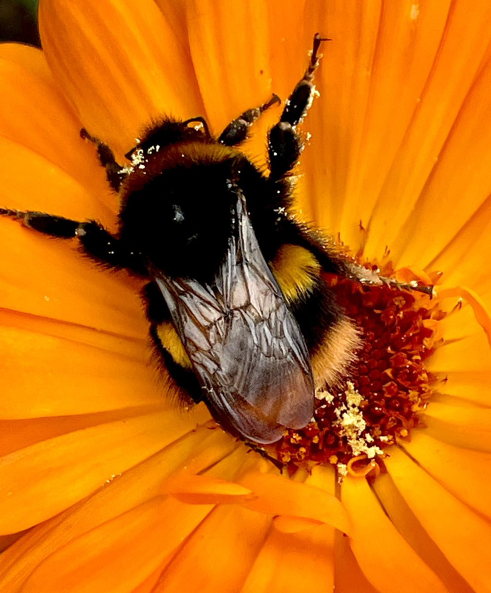 Suzypuzy's tweet photo. Good Morning #wildlife #nature #naturelovers #BritishBees #WoodlandTrust #SaveTheBees #bumblebee #scotnature #pollinators #bees https://t.co/XO8Zz7bHRV