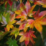 ツイートに含まれる画像