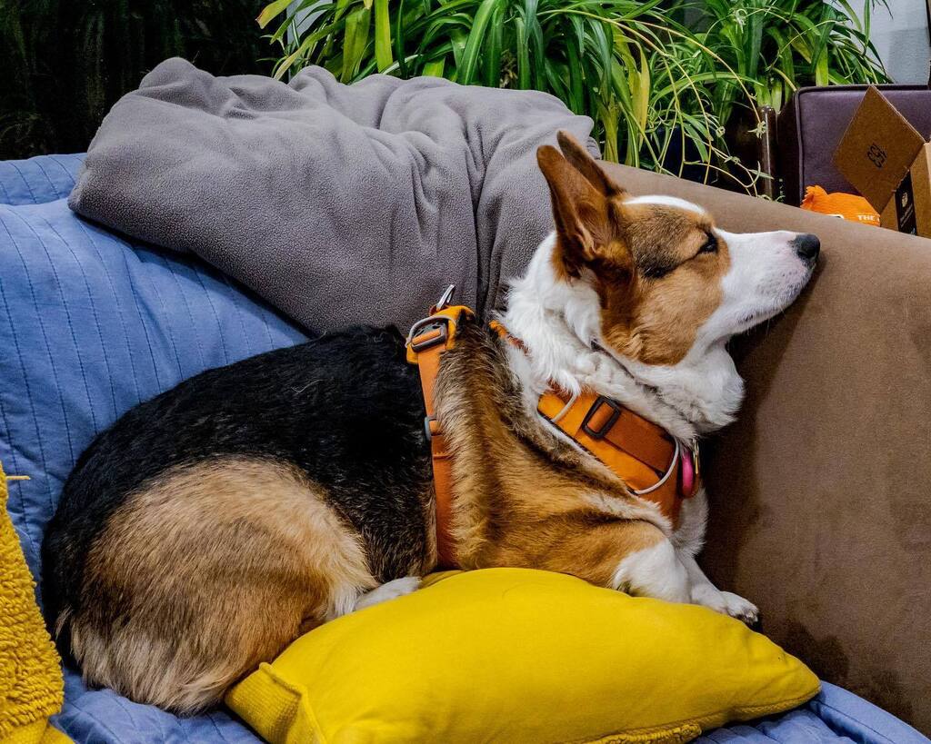 CorgMarshall's tweet image. Where the heckin’ blazes did that manservant go? instagr.am/p/CkhpWiTN3QK/