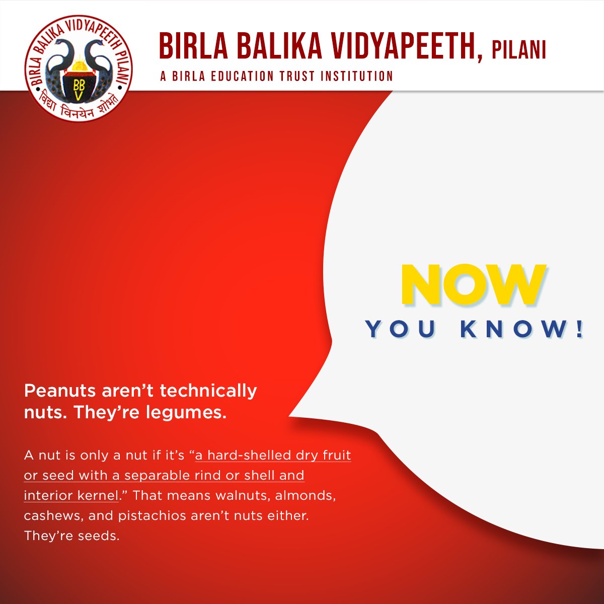 bbvpilani's tweet photo. Peanuts have two seeds and because they grow in a pod, they're technically a legume, a family of plants that produce their fruit (often beans) in a pod, and have more in common with snow peas than actual nuts. 

#BBVP #BetPilani #BBVPilani #NowYouKnow #FactsForLife #Knowledge https://t.co/3eIvmF11Ql