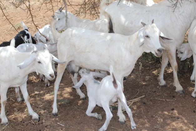 bodo_immink's tweet photo. One of its kind in @TurkanaCountyKE! Promoting pasture production and Galla goat breeding among the local communities - supported by @giz_gmbh #Kenya SCIDA III (Strengthening Capacity of #IGAD to Increase Drought Resilience in the Horn of Africa) #project!
#ZeroHunger #SDG2 https://t.co/A3OJfzRFIy