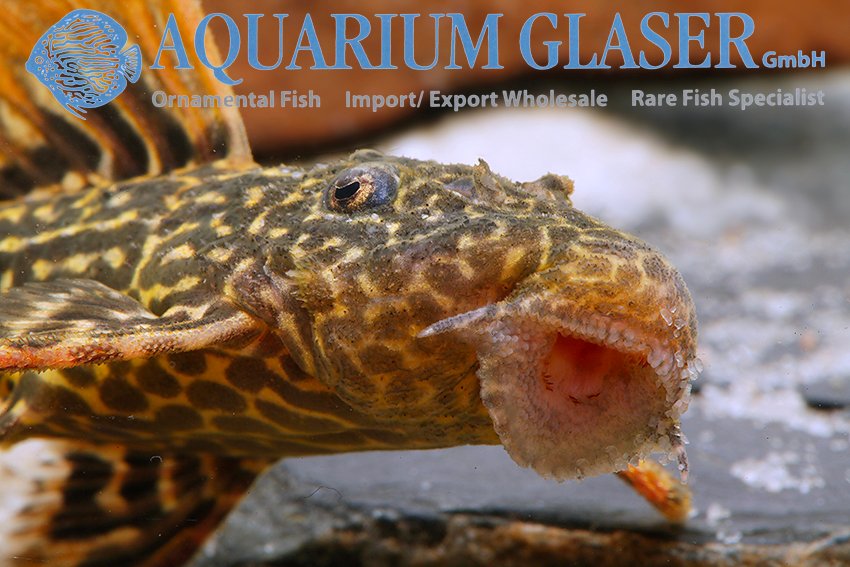 aquariumglaser's tweet photo. #Pseudacanthicus sp. #L600
find more details and pics @ https://t.co/kgExUnvbBk https://t.co/TRWfWhZUkV
