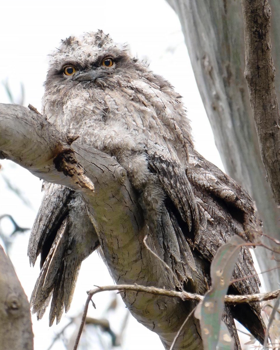 Butterflyrocket's tweet photo. Happy Floofy Friday! Pretty chuffed to spot this family of 4 along the Yarra today ❤️ Mood lifter! (I wasn’t this close, full zoom and cropped.) The fledglings are always so curious and seem to sleep like regular toddlers. ie. not much 😂 #tawnyfrogmouth #birdsofmelbourne https://t.co/xtMLpGWL6E