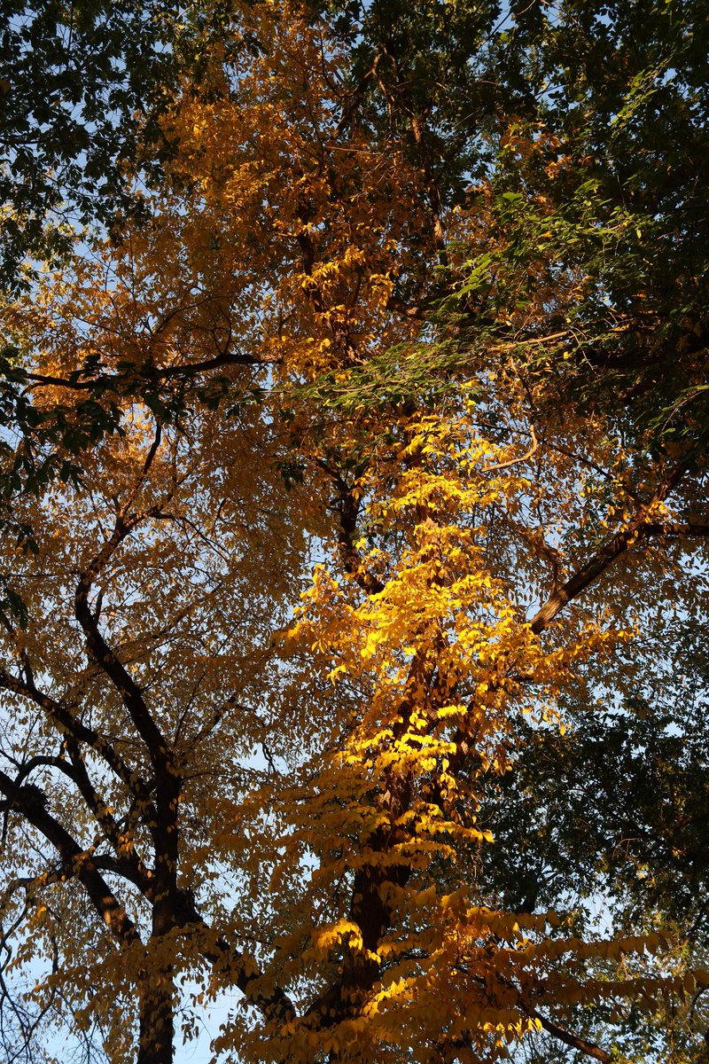 Elbow park a couple weeks ago. Feels like a lot longer than that, fall in Calgary ends instantly and in a sense, brutally. I am extremely pleased with how this photo turned out 📷🌿🍂