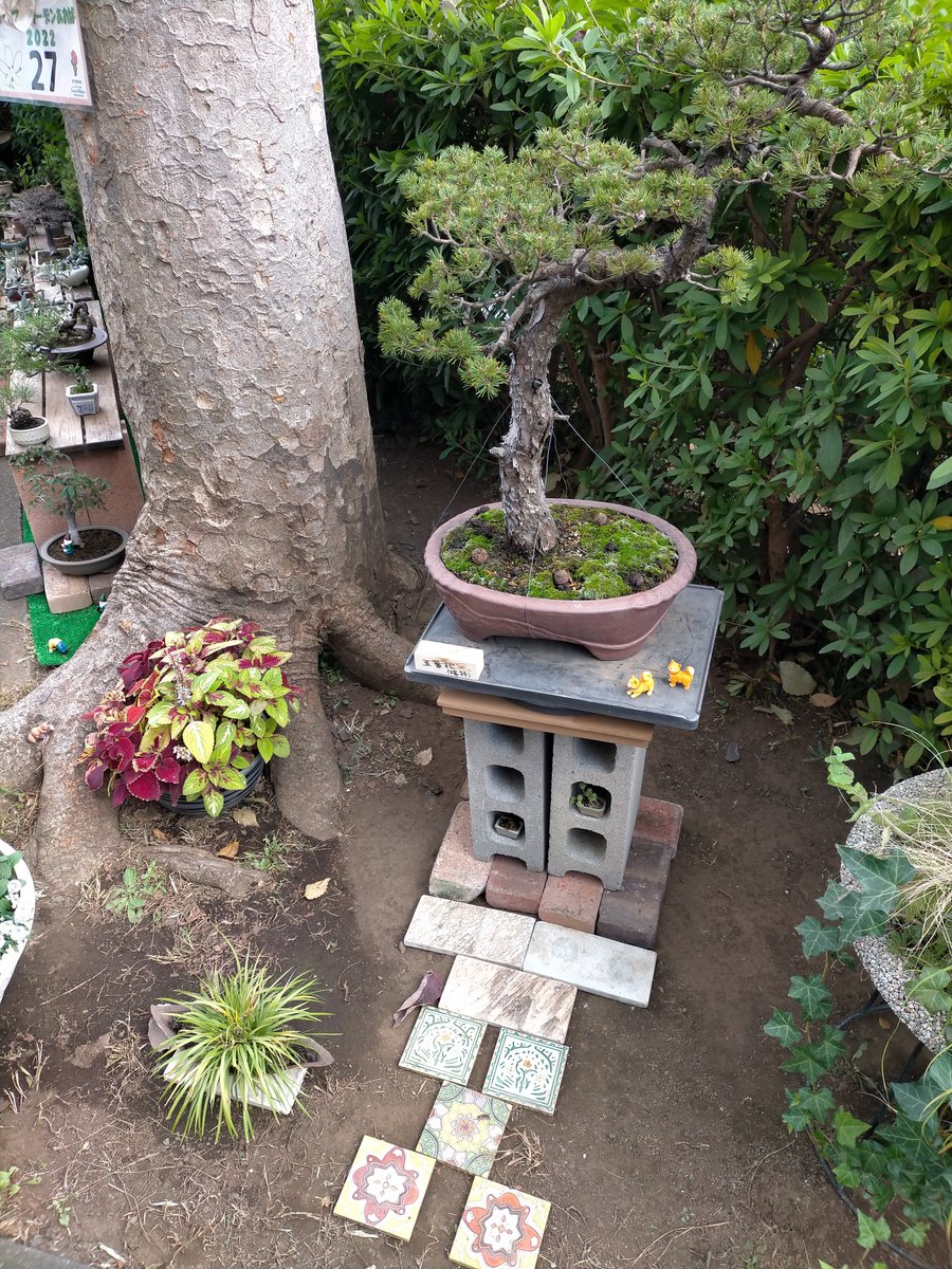 青コミは、オープンガーデンあおば2022に
参加しています。期間は11/3～13日（日）
盆栽とお花のコラボレーションです。
是非お立ち寄りください。