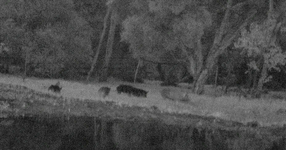 Learning more about #feral 🐗 #pig control options with <a href="/WAParksWildlife/">Parks and Wildlife Service, Western Australia</a> today! Some tips👇
◇ pre-feed to attract larger mobs
◇ be patient, don't go toxic too soon &amp;
◇ coordinate control with neighbours
@AusLandcare #landcare
<a href="/PH_Biosecurity/">PHBG</a> <a href="/DrChannon/">Dr Heather Channon</a> #GreeningFarms
#RALFlife