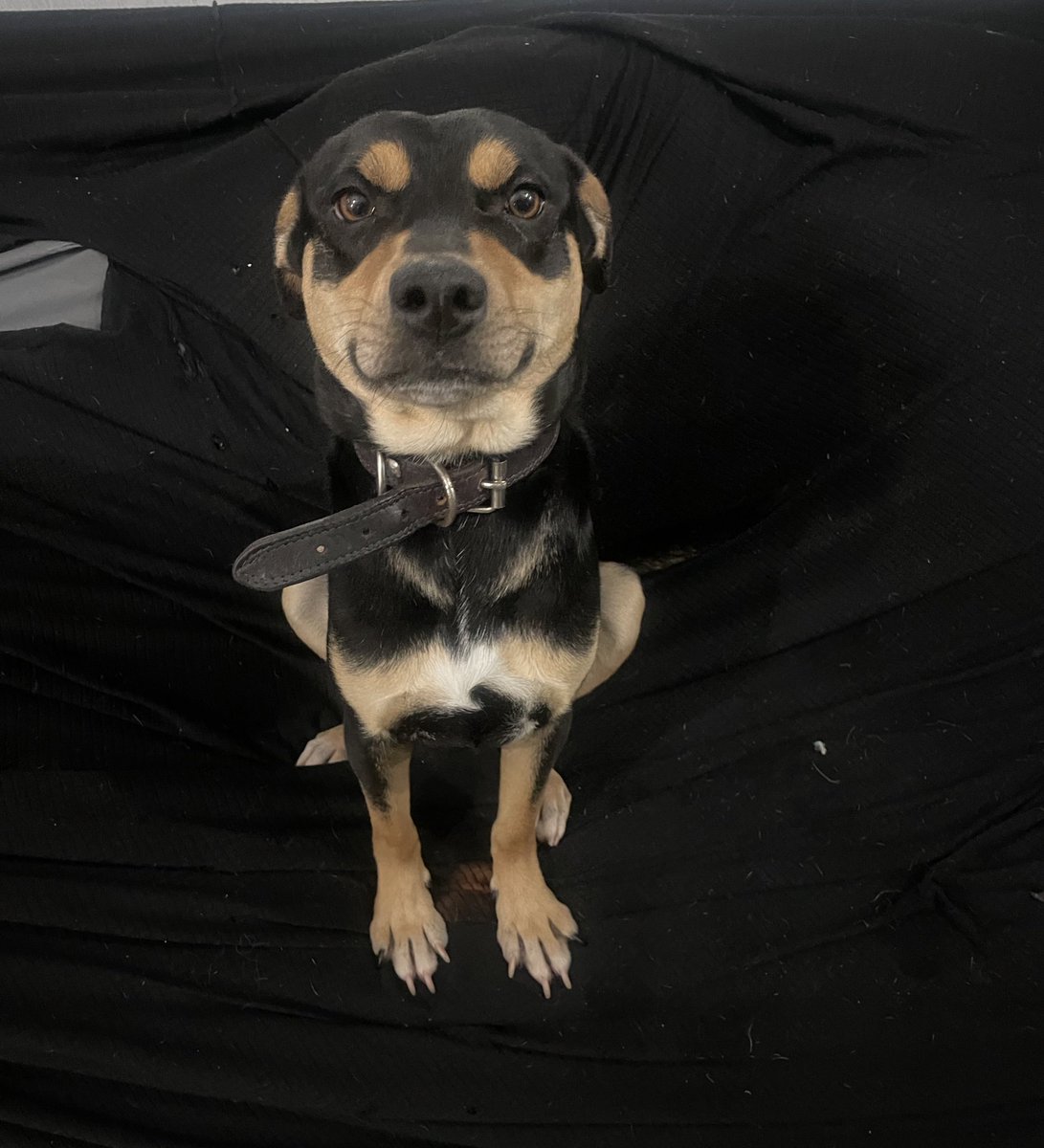 Hola, soy Humo.

Me abandonaron en el #Parque y una loca me recogió. Andaba bien desnutrido.
Me trozaron los dientes piedras porque eso comía para llenar mi barriga.

Ahora busco hogar.
Ya estoy gordito, soy juguetón, me van a esterilizar y vacunar.
Ayúdenme a encontrar un hogar.