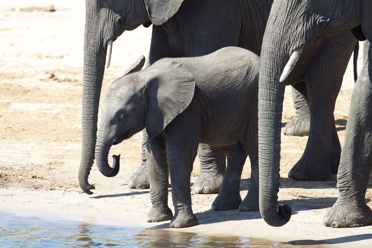 EU backtracks: Once again, it supports the export of baby #elephants out of Africa￼africanelephantjournal.com/eu-backtracks-…