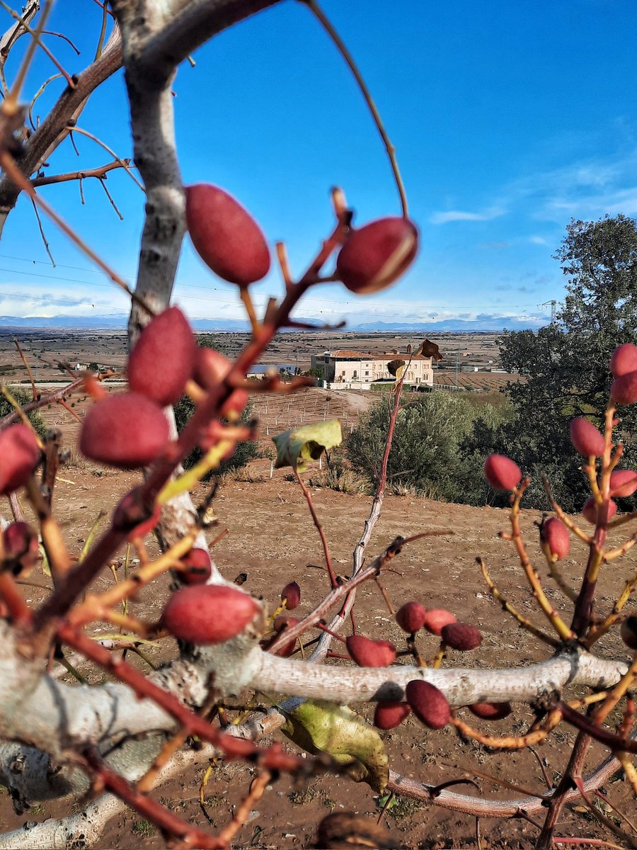 LluisAgea's tweet photo. #pistatxo #masdecolom #tardor #Tàrrega https://t.co/oriWkLSmuV