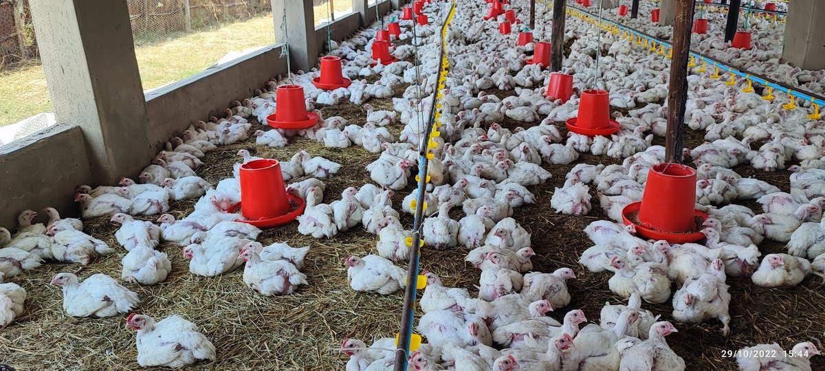 TernaryValley's tweet photo. Broiler Chickens available in Marondera @ only $4.2/bird (Wholesale - Minimum 100 birds)
and $5 retail.

We also do deliveries in and out of Harare for only $5/bird, minimum order 50 birds.

Weights 2.2kg+

DM, call or WhatsApp 0778 867 689/ 0778 911 774 https://t.co/Cct9Vkwa6a