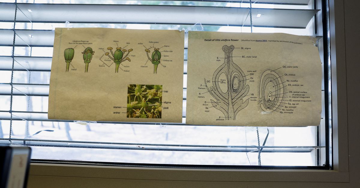 In Spain's La Rioja, old vines could future-proof wine against climate change reut.rs/3WyomCk