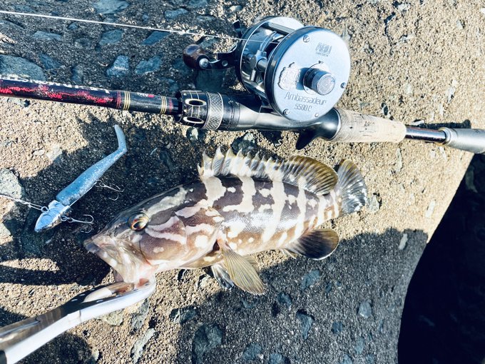 #今日の魚類 