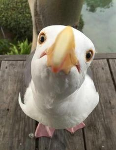 Sat_lys's tweet photo. Mais t'avais dit qu'on irait chier sur les voitures aujourd'hui.... 😢 https://t.co/1LgFMkbZOG