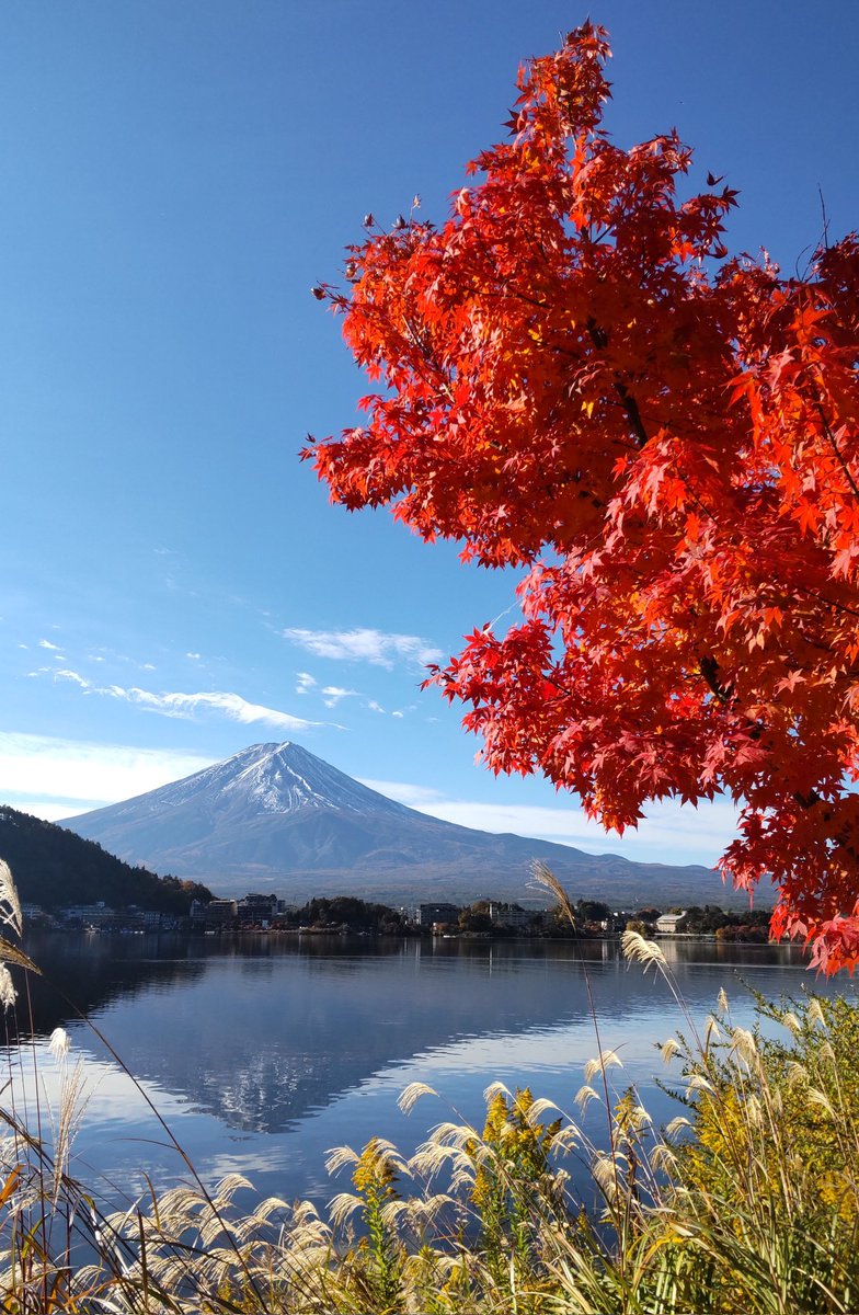 河口湖旅館街からの富士山です。紅葉がきれいで今朝は逆さ富士も楽しめました。