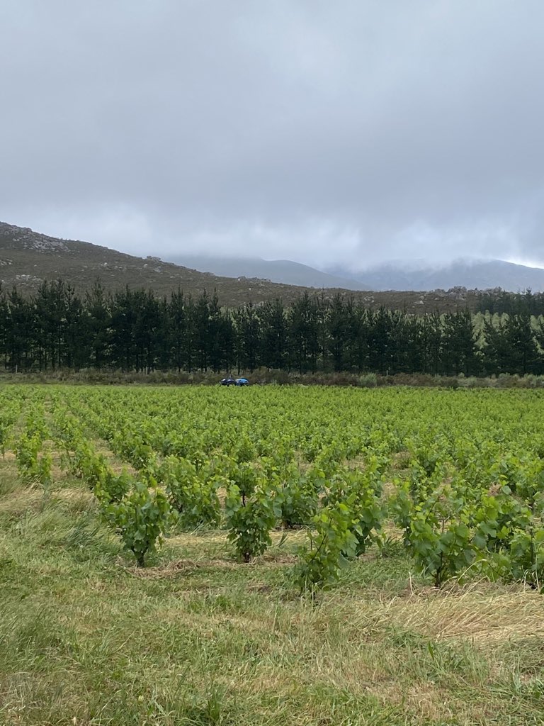 Textbook block of healthy bushvine Chardonnay on Hemelrand, planted Nov 2018, promising some excellent fruit next harvest