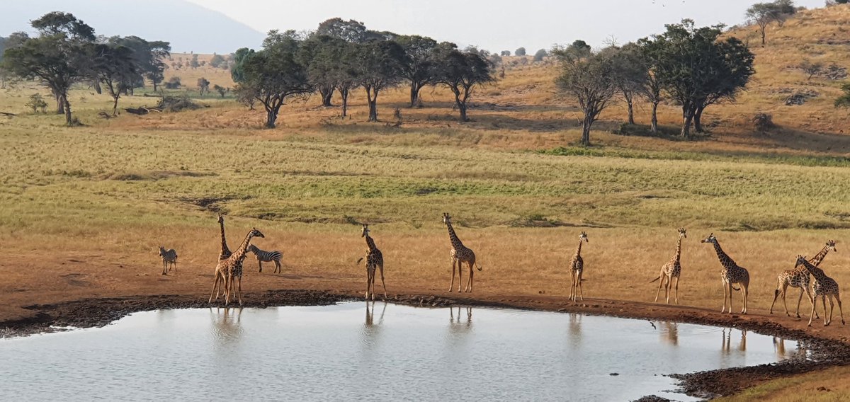 The <a href="/TROPIMUNDO/">TROPIMUNDO</a> 2023-2025 call for #Scholarship applications is now OPEN !

#TROPIMUNDO is looking forward to send students to 🇬🇵 🇬🇫 🇨🇲 🇰🇪🇲🇬 🇷🇪 🇱🇰 🇲🇾 🇫🇷 during the tropical semester.

<a href="/ULBruxelles/">Université libre de Bruxelles</a> <a href="/VUBrussel/">VUB</a> <a href="/Sorbonne_Univ_/">Sorbonne Université</a> <a href="/Le_Museum/">Muséum national d'Histoire naturelle</a> <a href="/UNI_FIRENZE/">Università di Firenze</a> @univguyane #UniversityofRuhuna