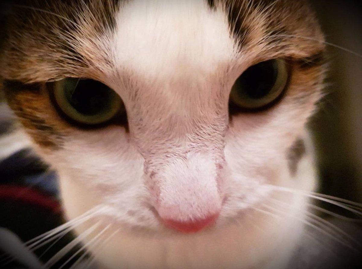 Acemodai tweet media