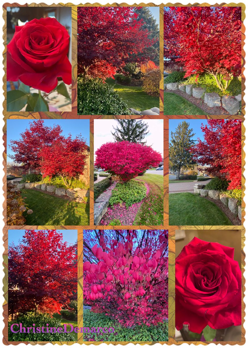christinedemar's tweet photo. #FlowersOnFriday #MyGarden #AutumnReds Our weather has been un-be-leaf-able. Red colours still hanging in. Bet your autumn dollar, it's my favourite season!🤣 Honestly, if money grew on #Trees I’d be raking it in. Sorry, if you don't like my sappy puns, you’d better leaf 😆🍁🍂 https://t.co/PDecsv60G2