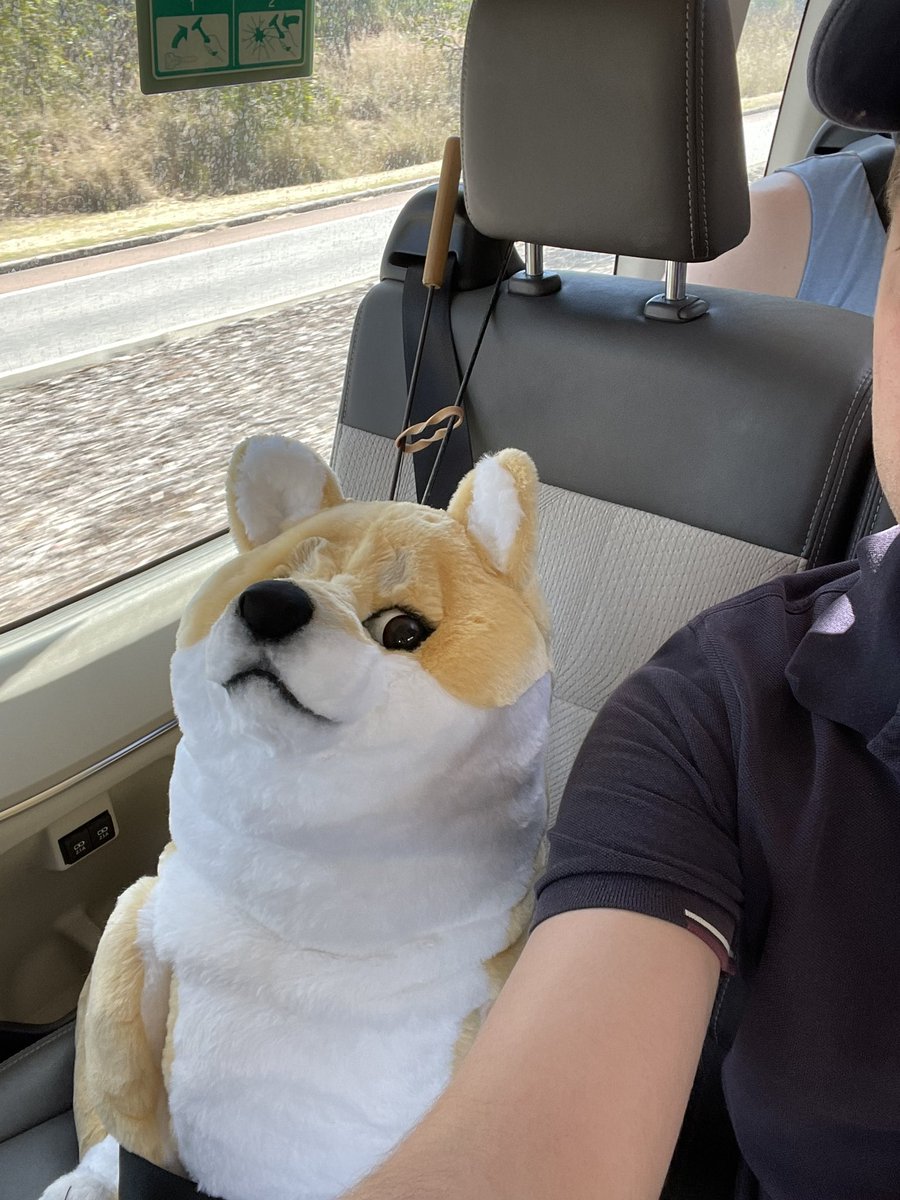 Road trip with my special girl.
<a href="/BronzeTheDoge/">Bronze Doge</a> #BronzeTheDoge