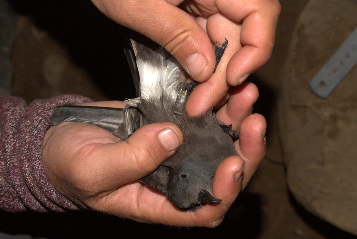 Fernando Medrano Martínez (@fmedranom) on Twitter photo (1/N) New paper on #stormies on <a href="/FrontMarineSci/">Frontiers - Marine Science</a>! (available here: bit.ly/3Upve3f).
We studied the two allochronic populations of the Cape Verde storm petrel in Cabo Verde, with interesting findings for ecoevo, but also cool insights on storm petrels' ecology 👇 🧵 (1/N) New paper on #stormies on <a href="/FrontMarineSci/">Frontiers - Marine Science</a>! (available here: bit.ly/3Upve3f).
We studied the two allochronic populations of the Cape Verde storm petrel in Cabo Verde, with interesting findings for ecoevo, but also cool insights on storm petrels' ecology 👇 🧵