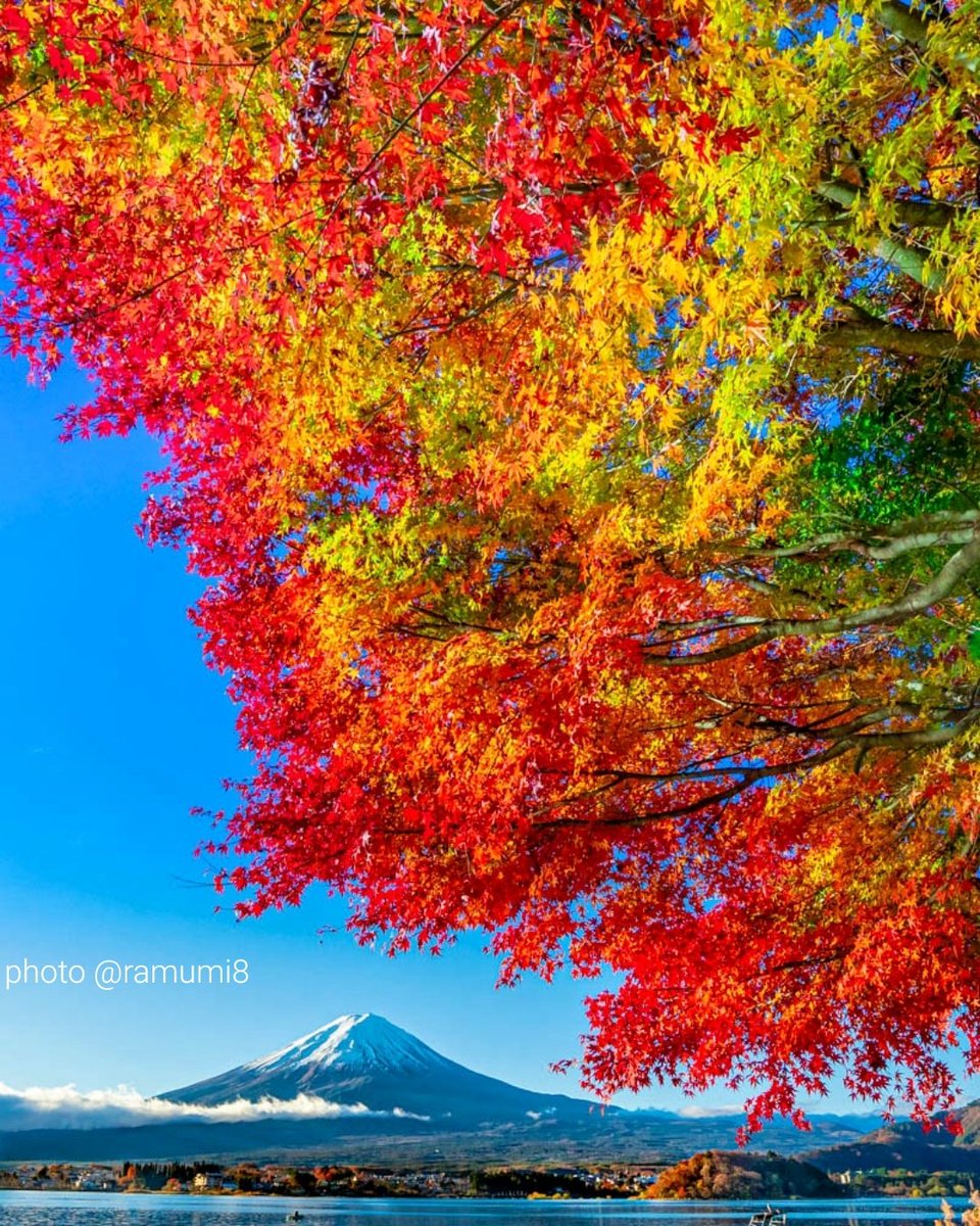 グラデーションした紅葉と富士山