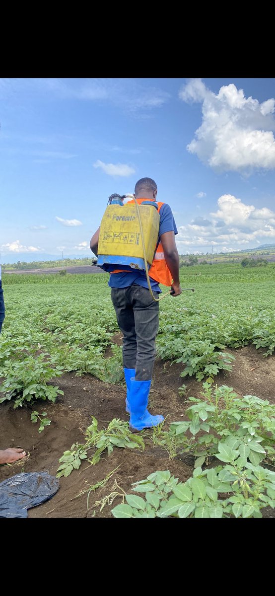 A ceux qui osent, rien n’est impossible. #KivuFarms Sarl. <a href="/JKanyoni/">John Nsana Kanyoni</a> <a href="/DeniseNyakeru/">Denise NYAKERU TSHISEKEDI</a> <a href="/leParrainRDC/">𝐥𝐞 𝐏𝐚𝐫𝐫𝐚𝐢𝐧</a> <a href="/les2AA/">LE FERMIER PAUL 🇨🇲</a> <a href="/MpondaSabinus/">Mponda</a> <a href="/minagri_rdc/">Ministère de l'Agriculture et Sécurité Alimentaire</a> <a href="/gloiremurhigisi/">Gloire Murhigisi 🇨🇩</a>