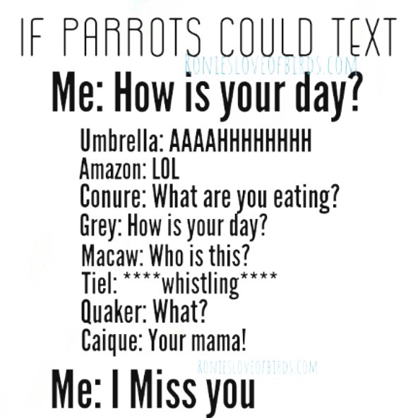 Ronies for The Love Of Birds tweet media