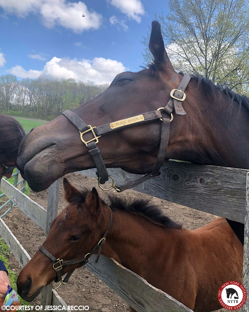 nytbreeders's tweet photo. Happy #BC22 #FutureStarsFriday! #FlashbackFriday to the two #NYbred runners on today's card. @GSharpRacing's Curly Larry and Mo, bred by Hidden Lake and Bernhard, is shown in the #FTSar ring. You're My Girl is shown learning the art of begging at breeder James Doyle's Doyle Farm. https://t.co/GOl9YWU5mU