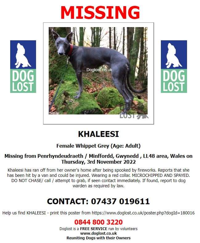 MissingPetsGB's tweet photo. 🐕🧨URGENT SHARES &amp; SIGHTINGS NEEDED
KHALEEZI was spooked by #fireworks &amp; reports that she was hit by a van &amp; could be injured.

Please do not chase or attempt to catch
#MISSING from  Penrhyndeudraeth / Minffordd Gwynedd #LL48 #WALES on Thursday 3 Nov 2022
https://t.co/ORJA1nOphx https://t.co/7U2Br0pYCh
