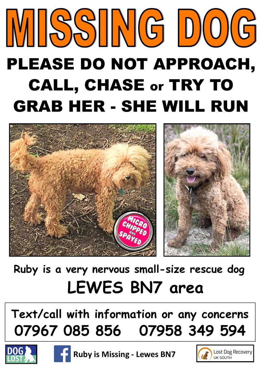The_Animal_Team's tweet photo. #Ruby is still #missing from #Lewes #BN7 area, #SouthEast since 29/10/22. Ginger #Cockerpoo Spayed/Chipped. FB Group: https://t.co/1YPF43fjqz DL: https://t.co/jjYtrCYy2l If you are in that area please 👀 & call the number below. ⬇️ #MissingDog #LostDog #dogsoftwitter https://t.co/RfjF2eoMQk