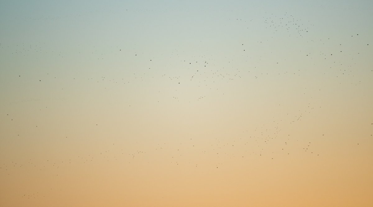 By the time I left Portskewett #Gwent at 10am w/ <a href="/CliveMcKay1/">Clive McKay</a> and <a href="/dwebbbirder1/">Daniel Webb</a> still counting we reached a new UK best of 230,000 woodpigeon moving SW and S along the Welsh coast and across the Severn. Can they hit the 1/4 mill? Final totals later <a href="/trektellen/">Trektellen.org</a> <a href="/BirdGuides/">BirdGuides</a> 😃😊🤯