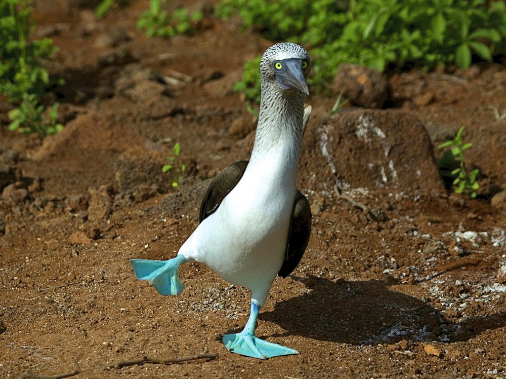 EarthKeeper22's tweet photo. 1 for the money, 2 for the show
3 to get ready now go, cat, go
But don't you step on my blue suede shoes... Elvis

Blue Footed Boobie (Eastern Pacific Ocean Coast)

HAPPY FRIDAY Y'ALL😉... 🦋LJC

#AnimalLovers #NaturePhotography #support #wildlife #Health #life #EarthKeepersUnite https://t.co/VQ9CD4wnEP