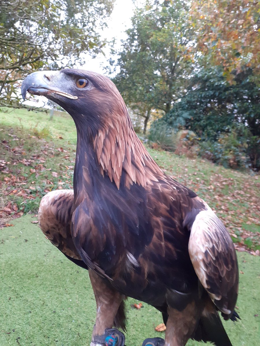Kintailbop's tweet photo. Heidi in among the Autumn leaves.  #autumn #goldeneagle #lochawe #lochawefalconry #argyllfalconry #thingstodooban #thingstodoargyll https://t.co/TekWeUYmpV